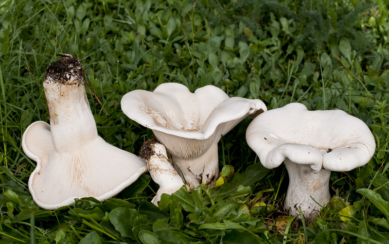 Leucopaxillus giganteus